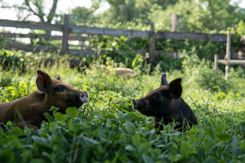 家禽家畜生態土豬圖片 攝影圖下載與五金配件背景的應用