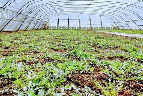 長勝村水稻育苗大棚的新生機 蒲公英種植助農增收與農業技術開發