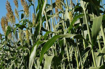 甜高粱種植技術(shù)介紹 高產(chǎn)牧草替代青貯玉米的農(nóng)業(yè)實(shí)踐