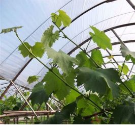 果樹夏季修剪關(guān)鍵 桃樹栽培中八項(xiàng)核心技術(shù)解析