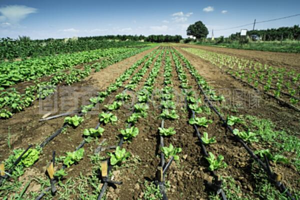 生菜種植園 現(xiàn)代農(nóng)業(yè)種植技術(shù)的創(chuàng)新開發(fā)與應(yīng)用