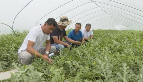 發(fā)展優(yōu)質(zhì)瓜菜種植與技術(shù)創(chuàng)新，開拓農(nóng)業(yè)增效與農(nóng)民增收新路徑