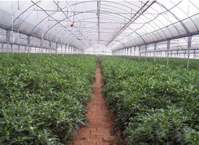 創(chuàng)新驅(qū)動發(fā)展 貴陽種植大棚設(shè)計與農(nóng)業(yè)種植技術(shù)開發(fā)一體化探索